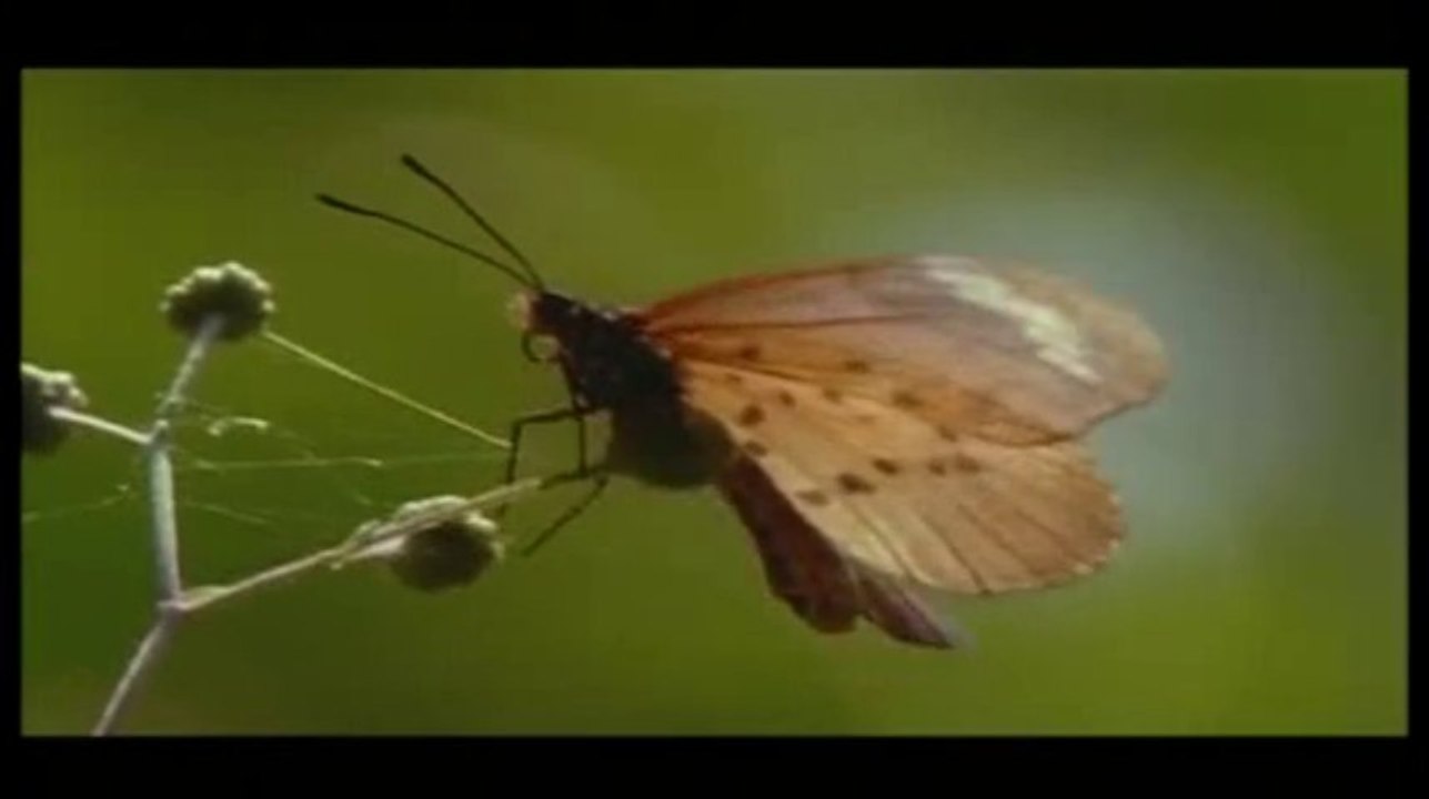 GORILAS - TIERNOS GIGANTES - DOCUMENTAL