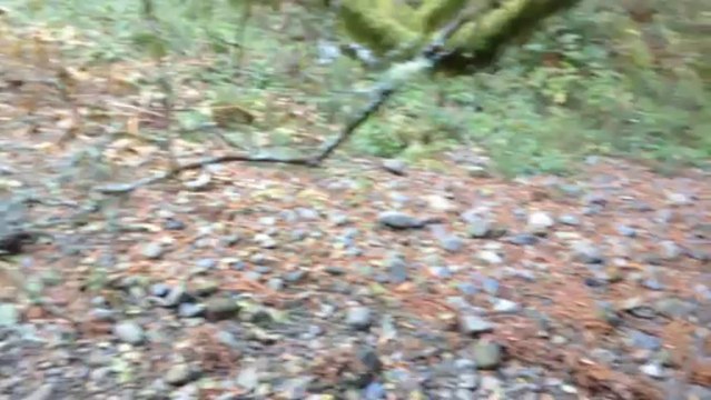 California San Francisco Muir woods