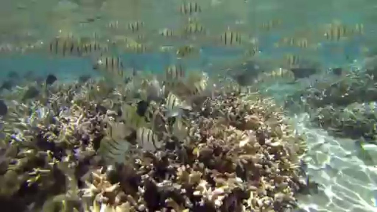 Banc de poissons chirurgiens bagnards - Lagon de l'Hermitage - Ile de la Réunion