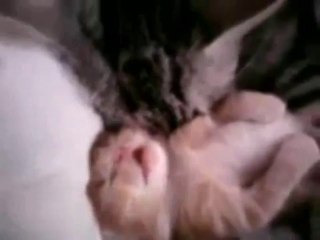 Cat mom hugs baby kitten_clip1