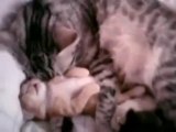 Cat mom hugs baby kitten_clip4