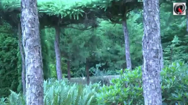 Nordic pond tour 3 Japanese garden - bassin de jardin Japonais