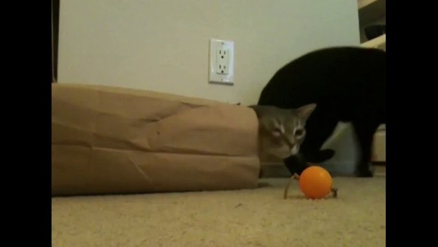 Des Chats peureux, surpris... Compilation d'animaux marrants.