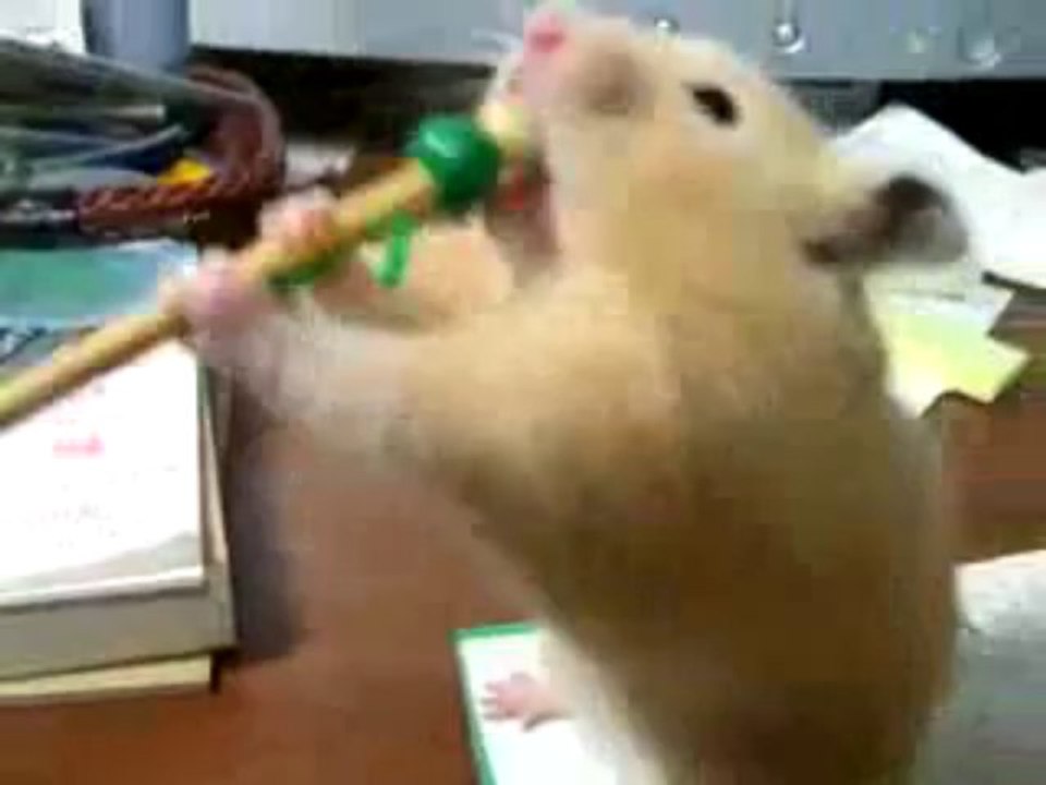Hamster affamé