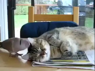 Friendship Of Pigeon & Cat Amazing Love Of Animals By Hot Desi Video