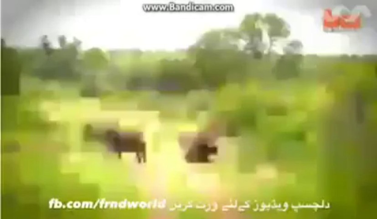 Animal helps Each Other Must Watch Its Amazing By Hot Desi Video