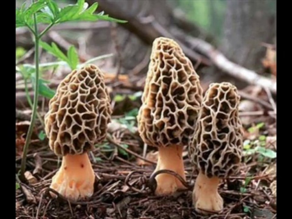 kozan boztahta   köyü videoları