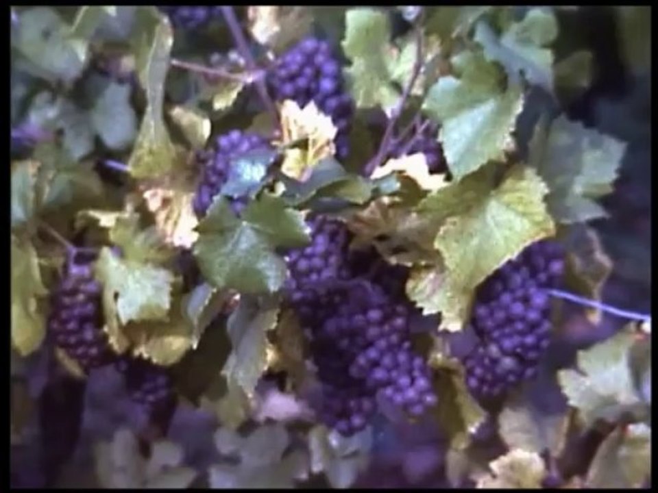 Do. 09.09.1976 - Weinlese bei Rhodt unter der Rietburg