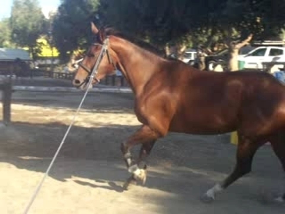 Kaline en longe