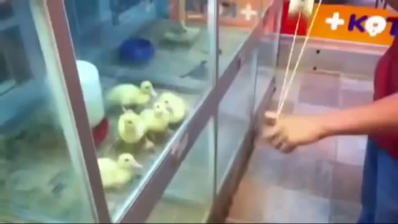 Best Funny Videos 2013 - Funny Pranks Full Movie 4