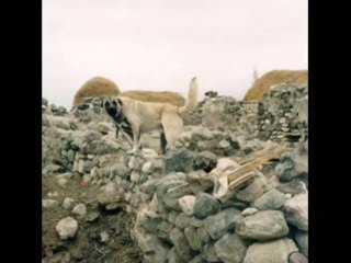 hasan durak-AĞLAYI AĞLAYI