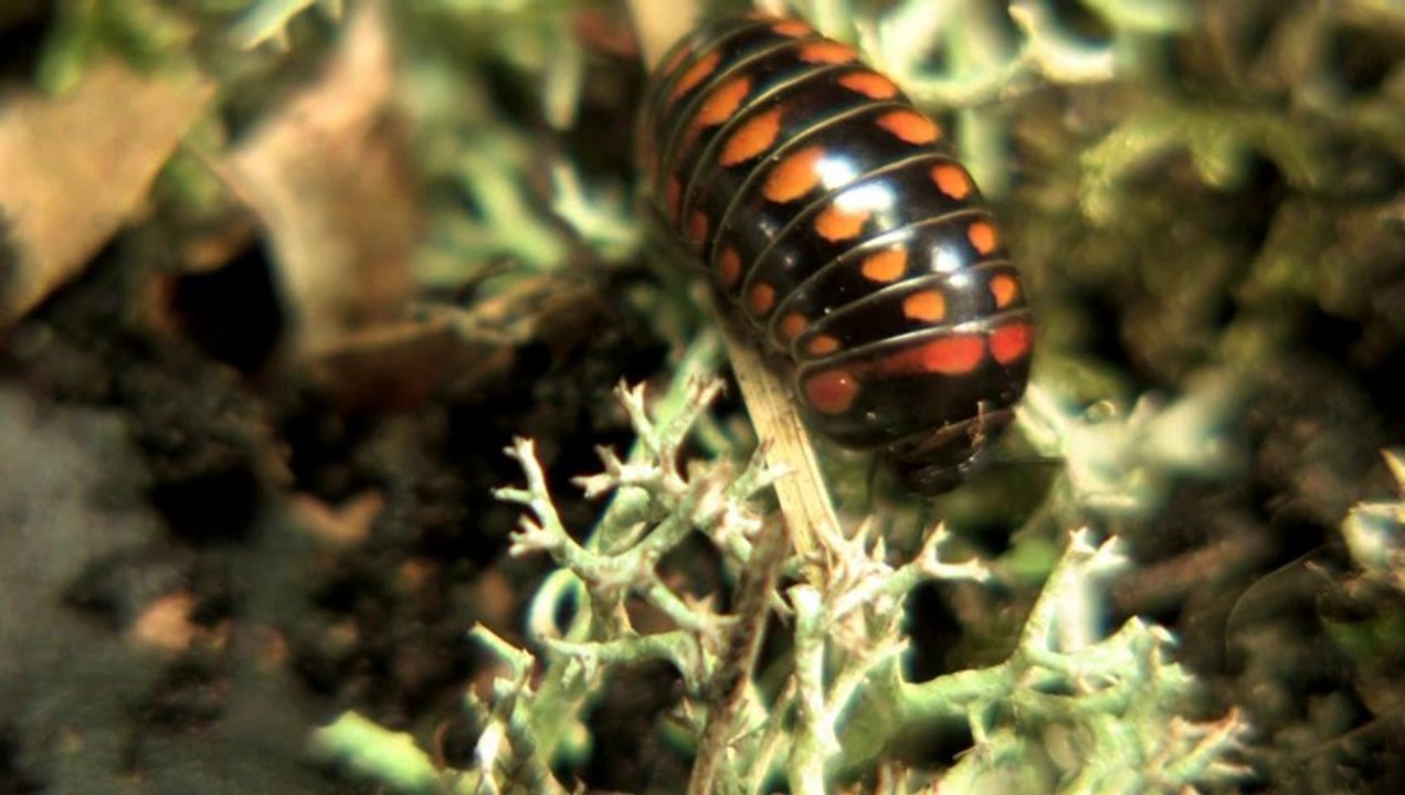 Voyage au pays des cloportes