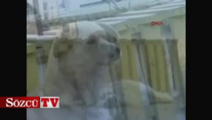 Köpeğin duygulandıran sadakati