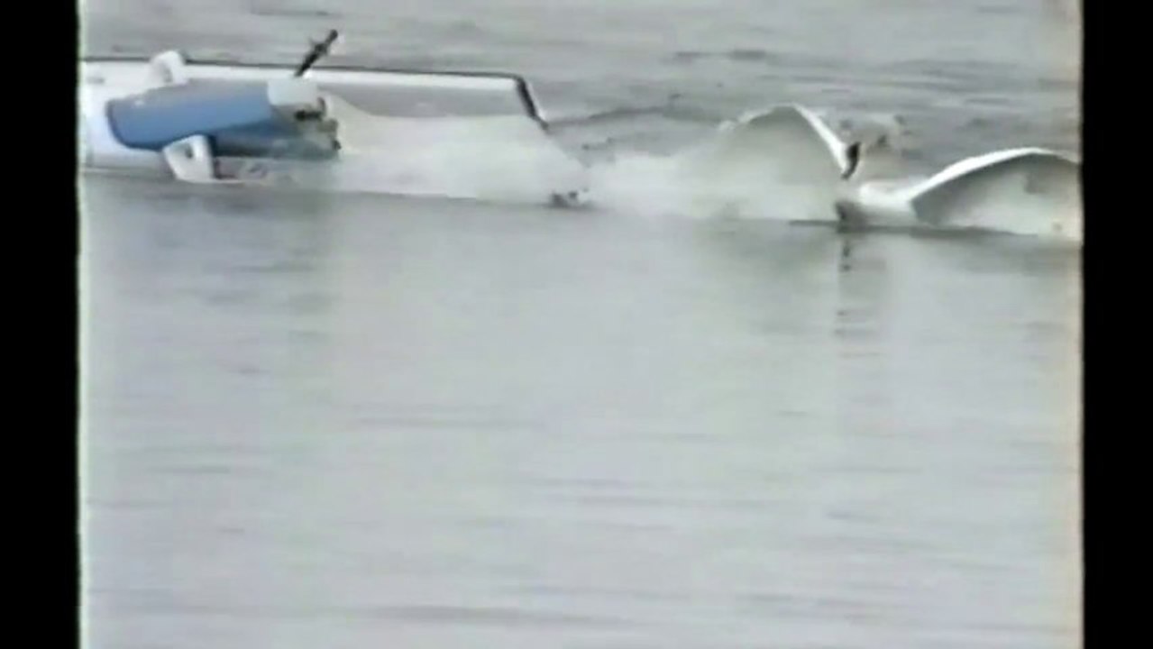 Crazy and Angry Birds Attack people - Animal Compilation