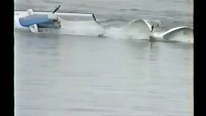 Crazy and Angry Birds Attack people - Animal Compilation