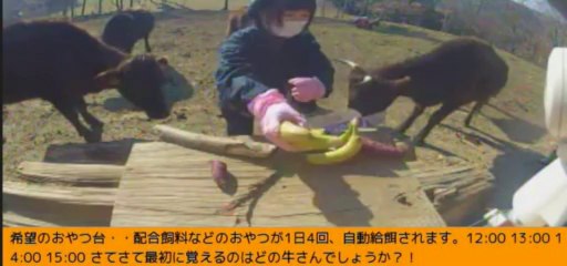 2014-01-01 10-31  牧場３号機　おやつタイム☆ガガちゃん、女性ボラさん