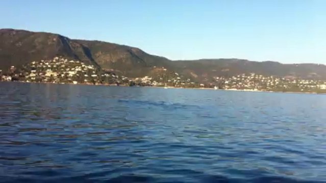 bormes croisieres, Dauphins rade de bormes 14/12/2013 N°2