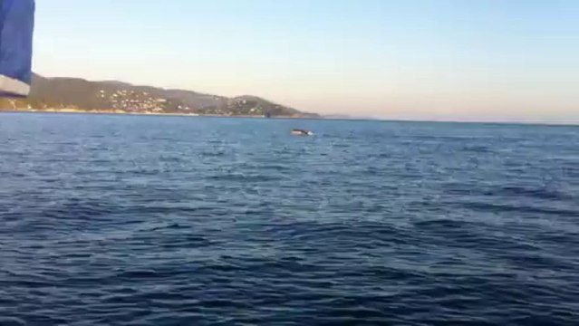 bormes croisieres, Dauphins rade de bormes 14/12/2013 N°3