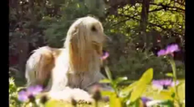 Perros de diferentes razas ESTITI.COM