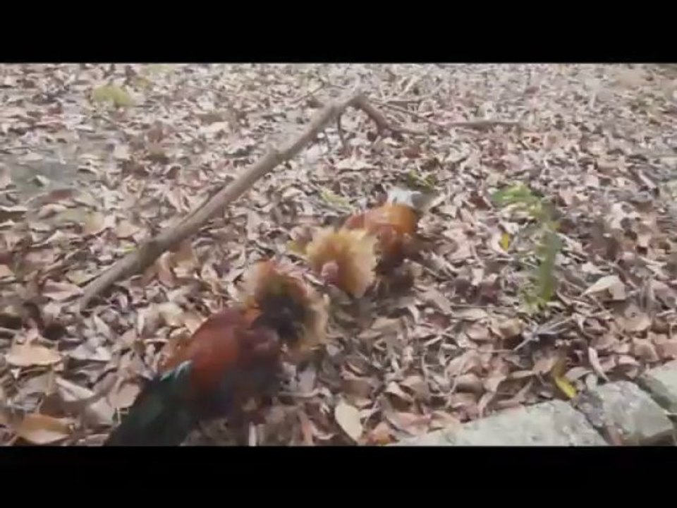 D129 gà điều đỏ 1kg - bán gà tre đá 2014