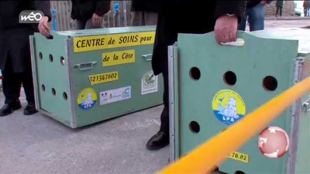 A sangatte, les phoques retrouvent leur liberté