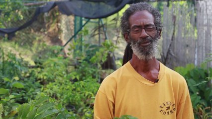 Martinique MiPéyi ! - Découvrez M.Arthur PRIVAT et ses Bonsaïs !
