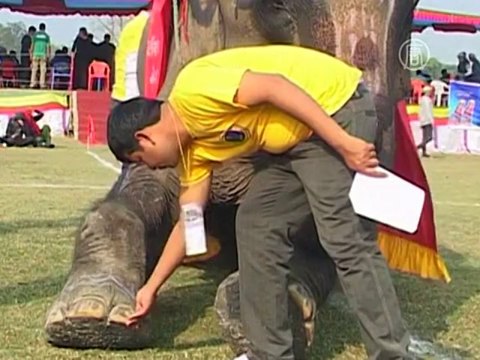В Непале выбрали самого красивого слона