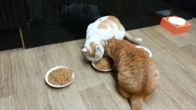 Un chat agaçant