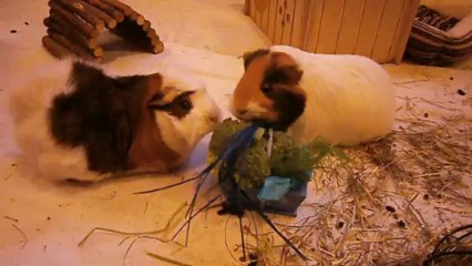 Le cadeau de Docti-marraine