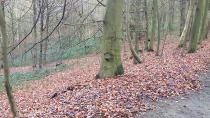 Aitch et Spot courent dans la Forêt de Soignes, Bruxelles