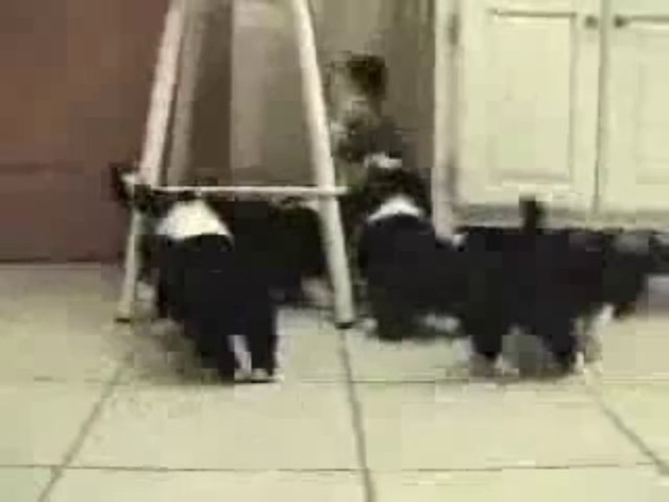 Gang des chiots