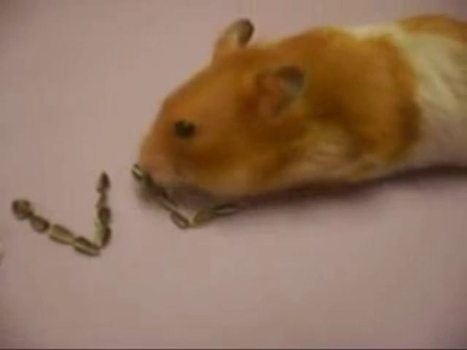 Hamster amoureux
