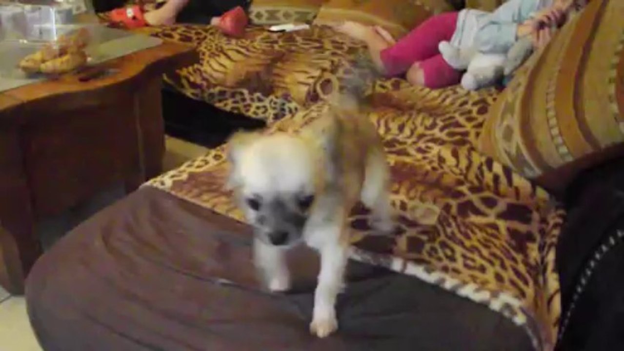 DSCF4261 chiot chihuahua