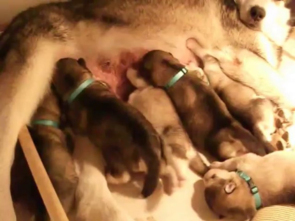 lutte pour une tétée chez les chiots malamutes