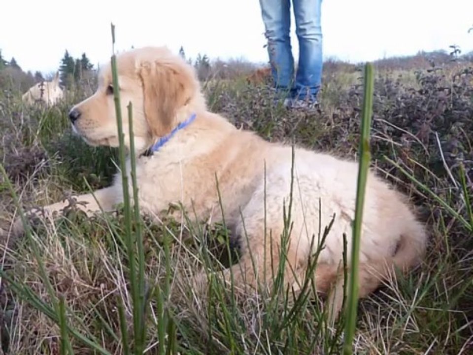 Aikenka_Chiots 10 semaines