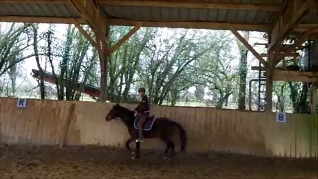 Débourrage et travail de Safari et Aron