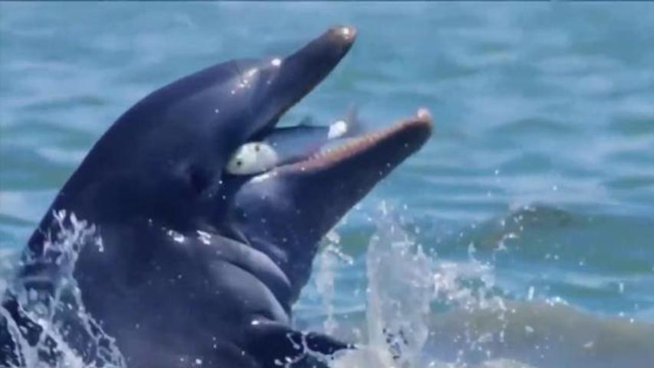 Dolphins Get High on Puffer Fish Toxins
