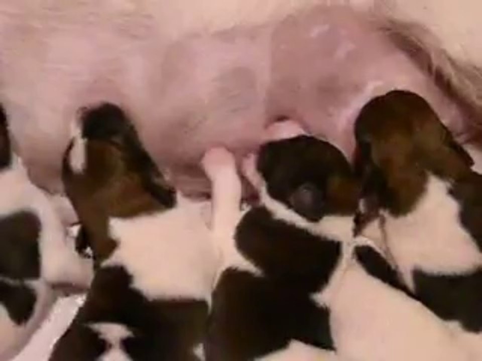 Chiots Fox-terriers à poil lisse du Castel Des Près