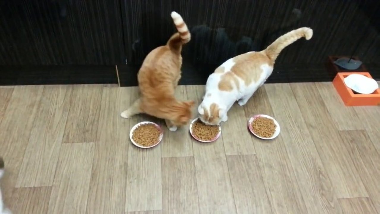 Mean Cat Keeps Blocking Second Cat From Food Bowl