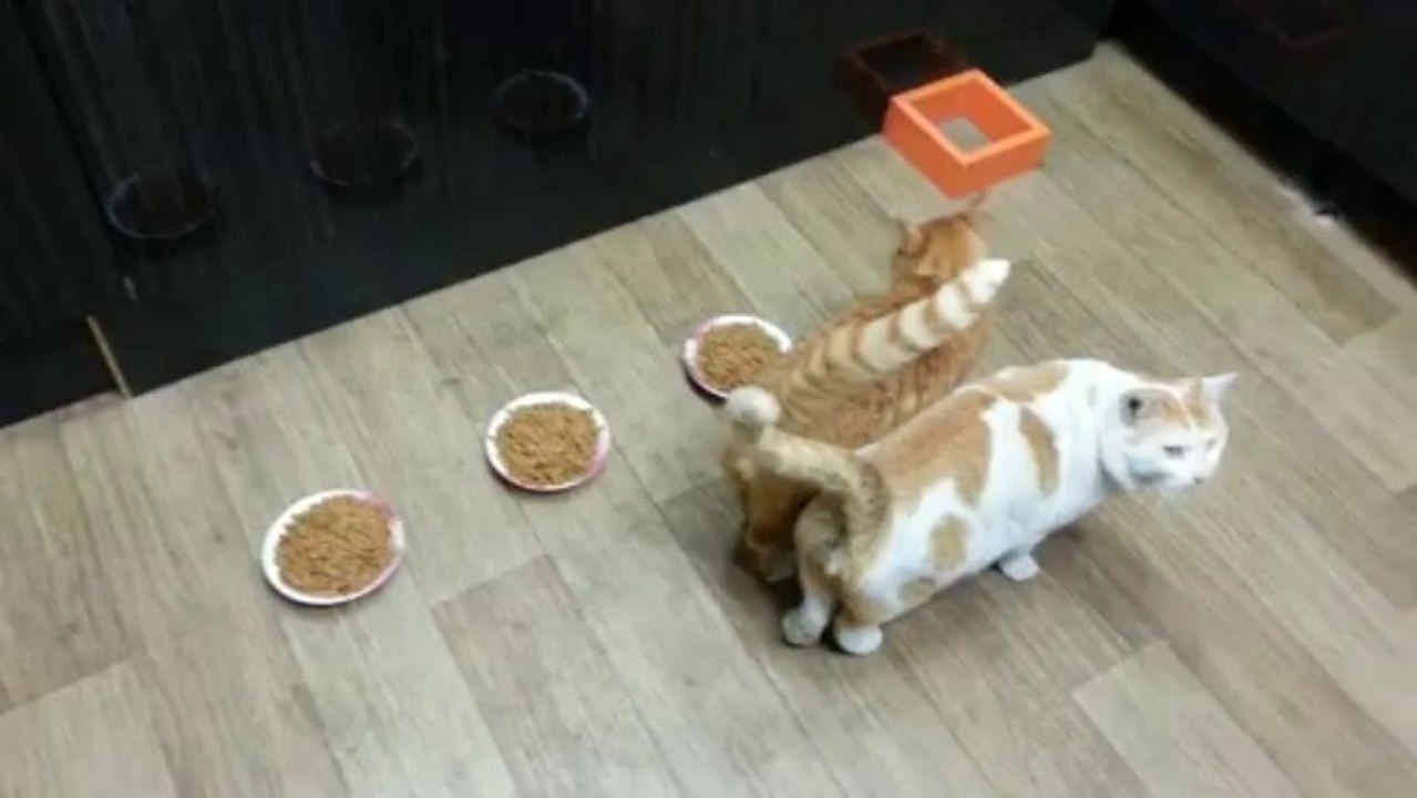 Un chat pas partageur - 3 gamelles pour lui tout seul!