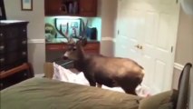 Un Cerf dans le Salon !!! Joyeux Noel, on est bien bourré!