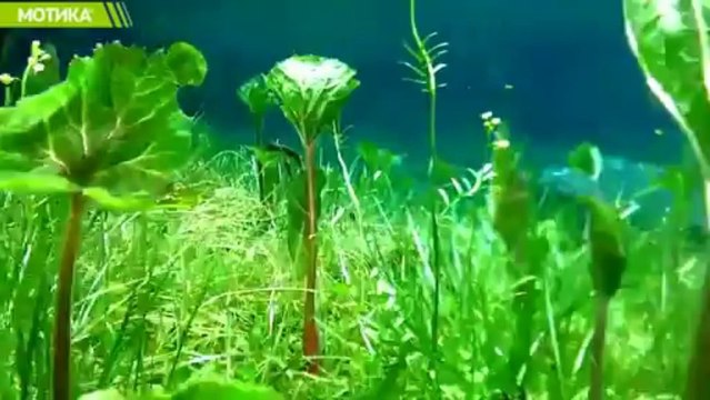 МОТИКА: Нуркање во Зеленото езеро во Австрија