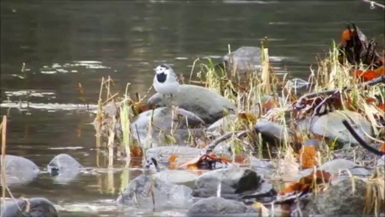 Canards colverts de l'Aude