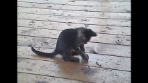 Des petits chats trop mignons - Compilation d'animaux adorables.