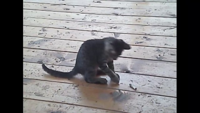 Des petits chats trop mignons - Compilation d'animaux adorables.