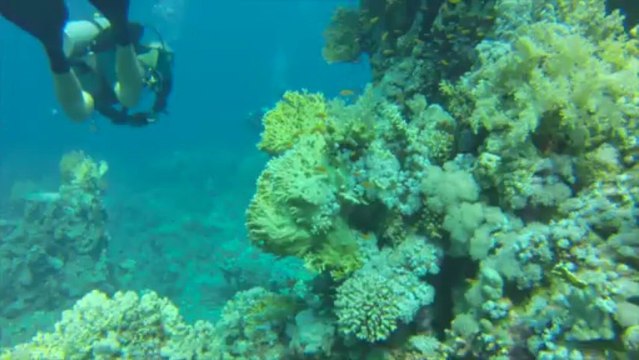 Découverte de la mer rouge à Safaga, Egypte