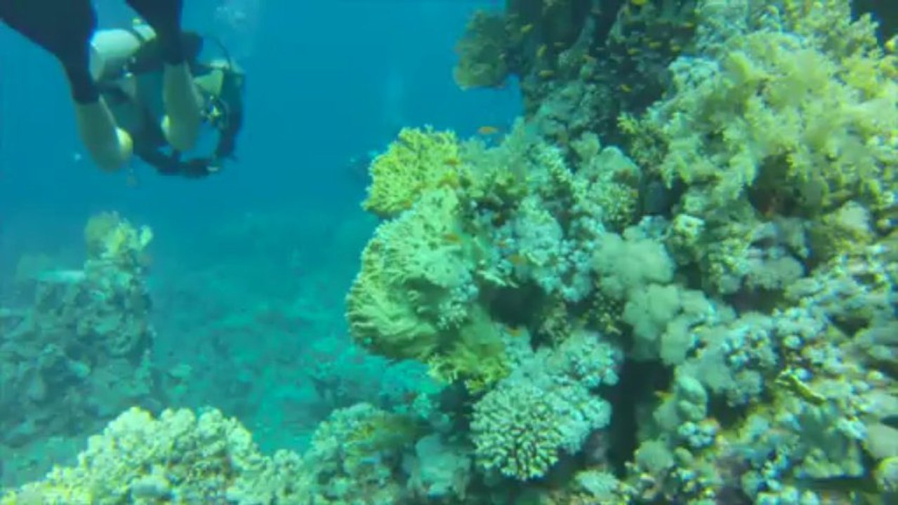 Découverte de la mer rouge à Safaga, Egypte