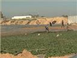 خسائر فادحة لمزارعي التوت بغزة بسبب العاصفة أليكسا