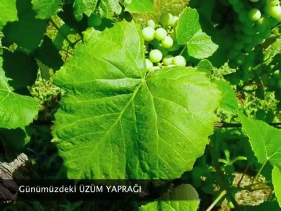 YAŞAYAN FOSİLLER EVRİMİ YALANLIYOR-1