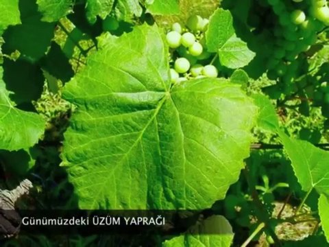 YAŞAYAN FOSİLLER EVRİMİ YALANLIYOR-1